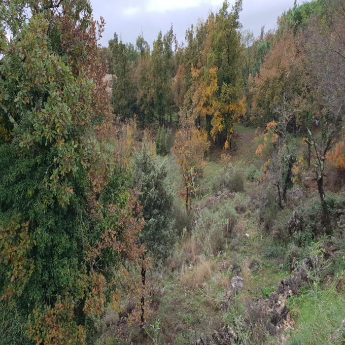Offres de vente Terrain Saint-Cézaire-sur-Siagne (06530)